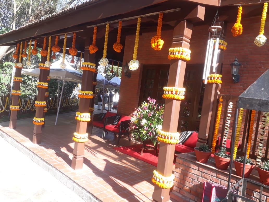 ficus lyatra fiddle fig