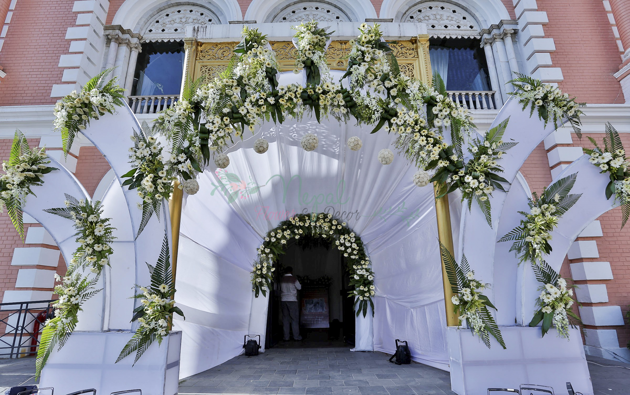 ficus lyatra fiddle fig