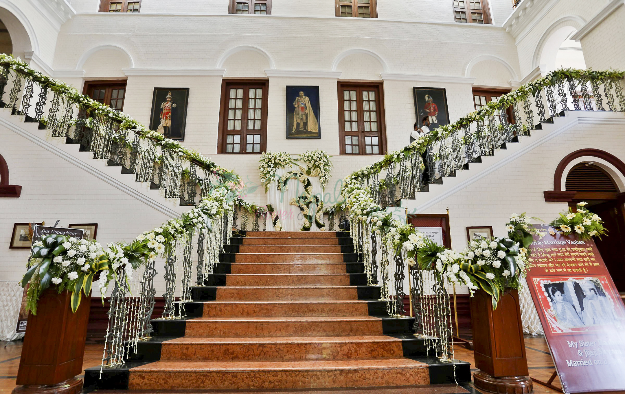 ficus lyatra fiddle fig