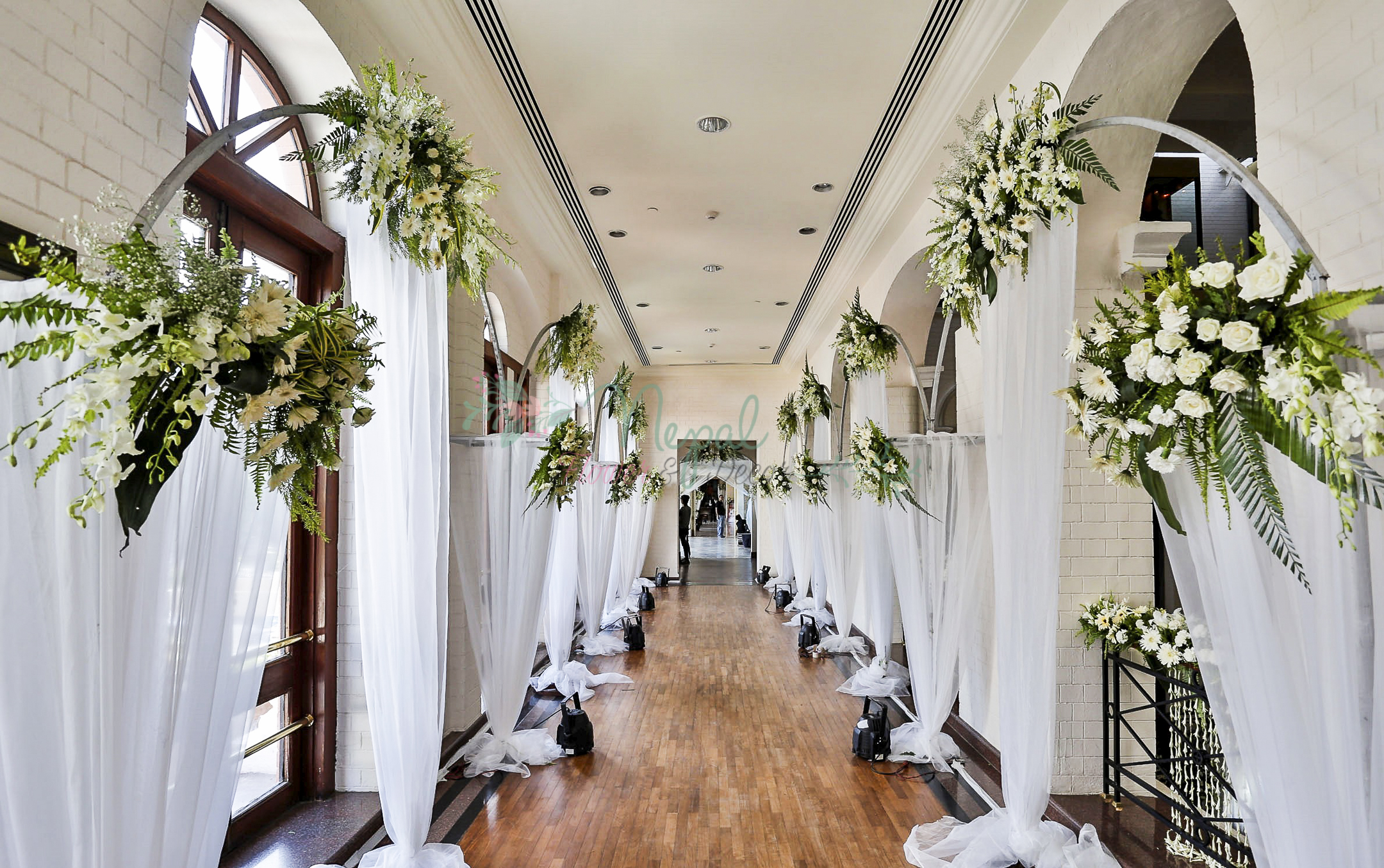 ficus lyatra fiddle fig