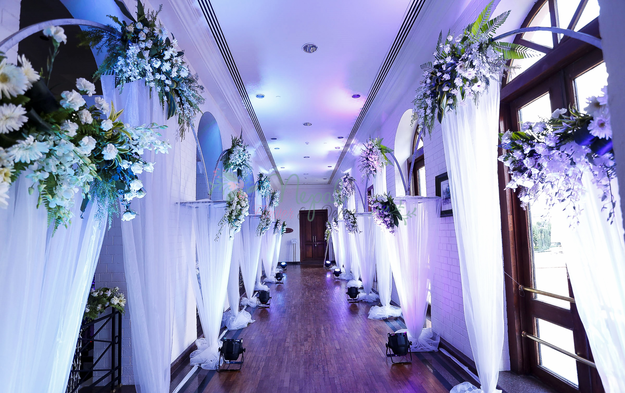 ficus lyatra fiddle fig